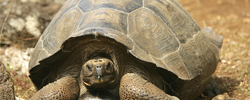 山龟是几级保护动物 