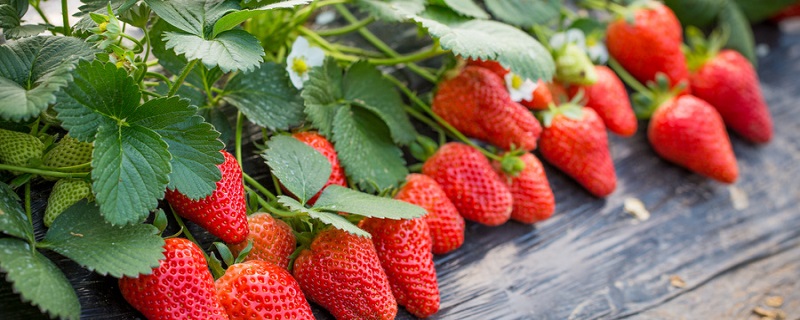 草莓什么季节