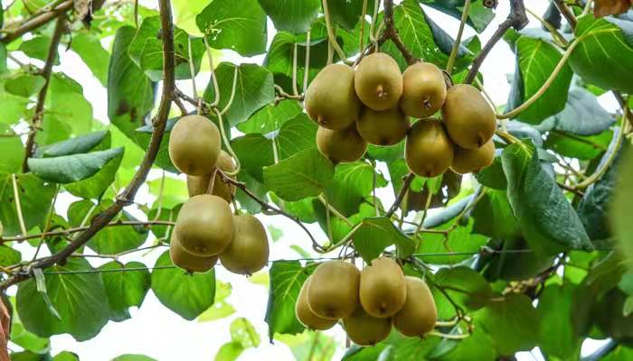 猕猴桃是什么季节的水果