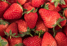 草莓吃它的什么部位 吃草莓的什么部位