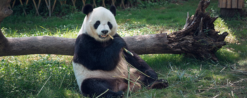 大熊猫的特点