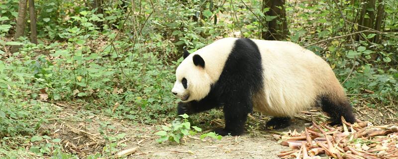 熊猫的生活习性