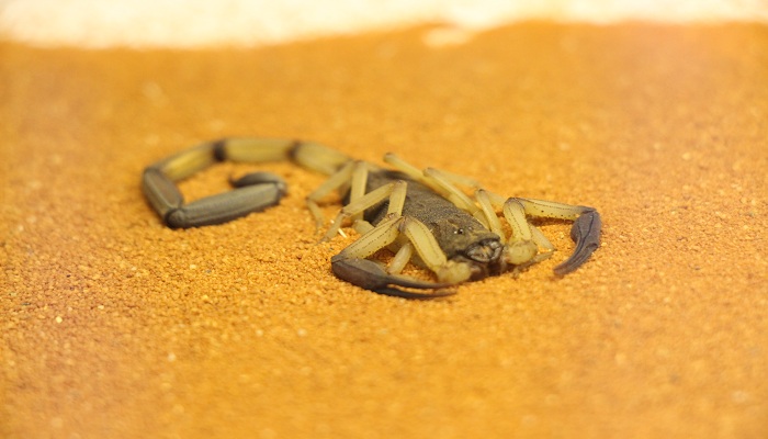 蝎子养殖方法