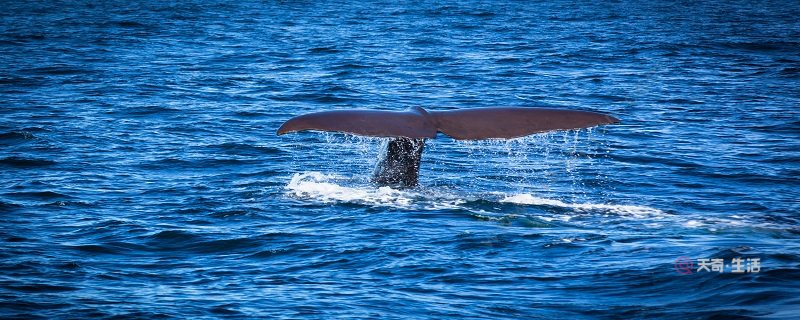 殉情的抹香鲸是什么意思 殉情的抹香鲸介绍