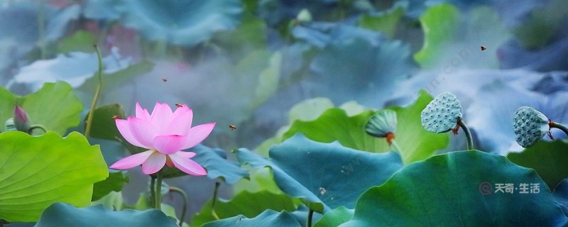 荷尽已无擎雨盖运用的修辞手法是什么