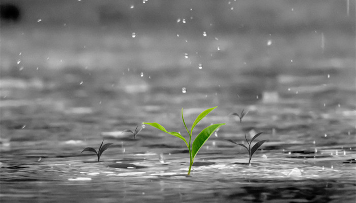 丁香空结雨中愁的意思