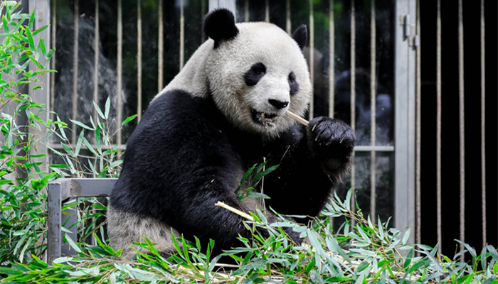 熊猫为什么喜欢吃竹子