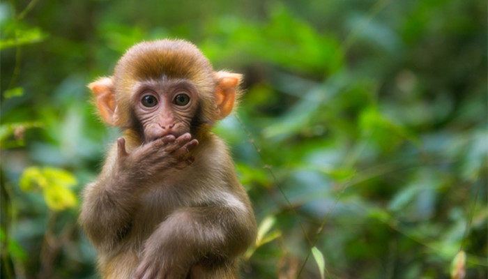 猴子为什么喜欢吃香蕉