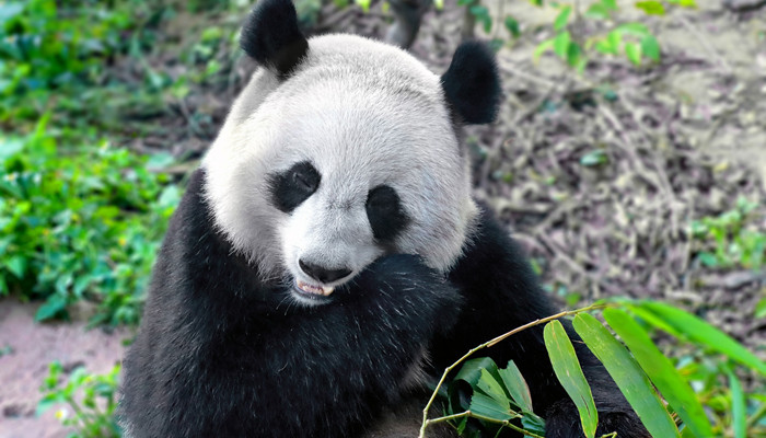 熊猫为什么喜欢吃竹子