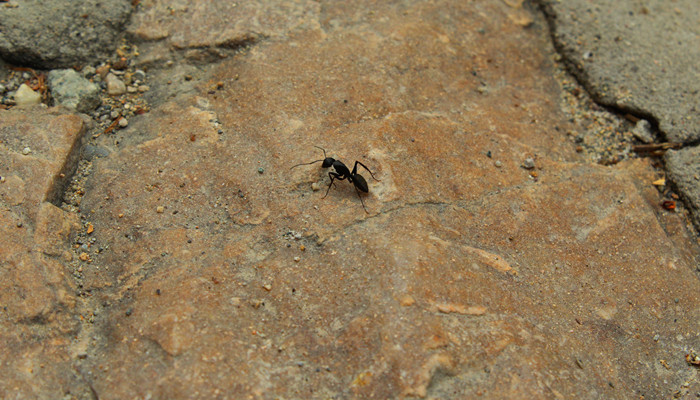 蚂蚁和蝉的故事告诉我们什么道理