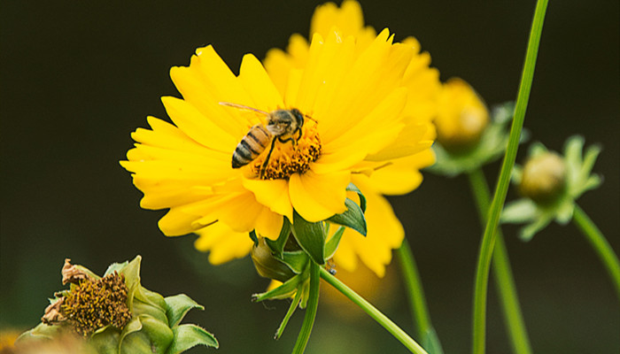 蜜蜂和苍蝇出自哪个寓言故事