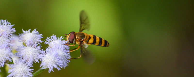 蜜蜂和苍蝇出自哪个寓言故事