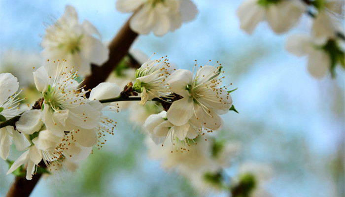 一树梨花压海棠是苏轼写给谁的诗