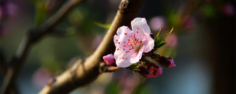 一树梨花压海棠是苏轼写给谁的诗