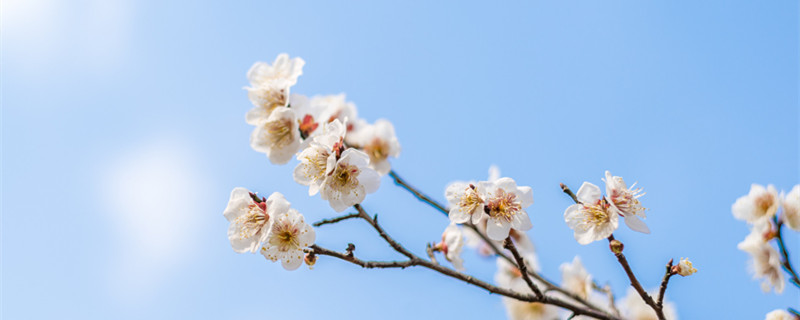 我家洗砚池头树朵朵花开淡墨痕写的是什么