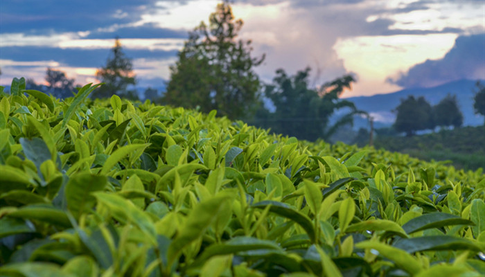 饮茶粤海未能忘全诗意思