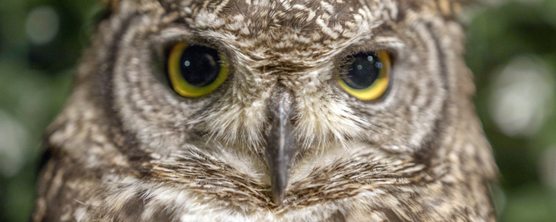 猫头鹰的眼睛有什么特点