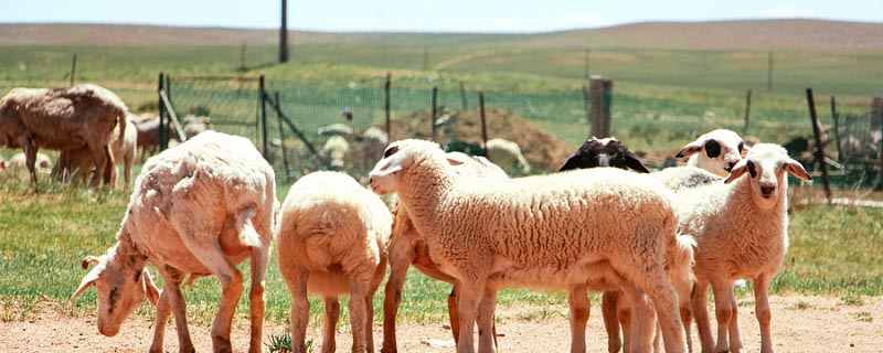 美丽诺羊毛和羊毛有什么区别