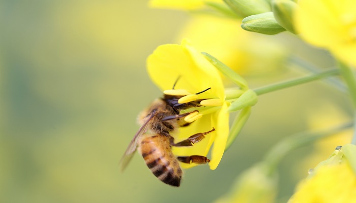 蜜蜂吃什么害虫