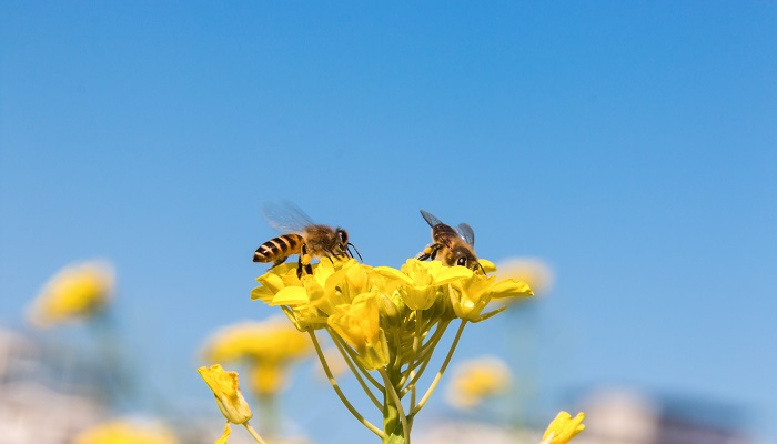 蜜蜂吃什么害虫