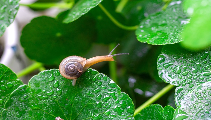 关于蜗牛的小知识10条