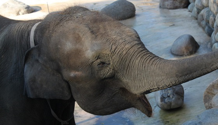 大象的鼻子为什么那么长 