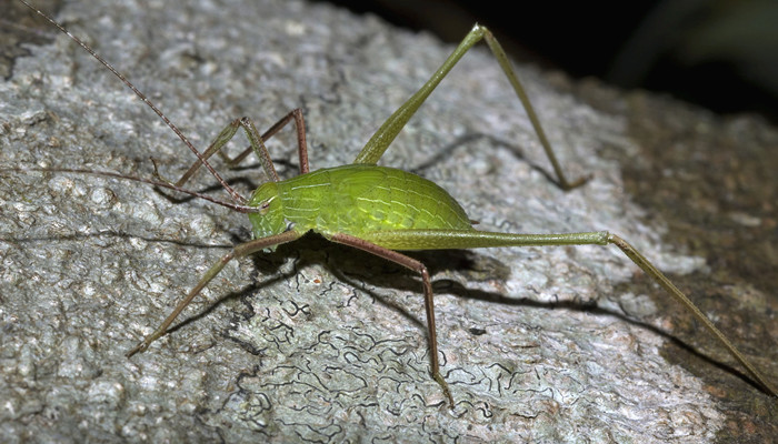 昆虫记田野地头的蟋蟀内容概括