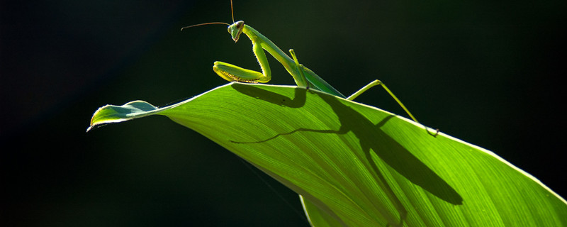 昆虫记螳螂的特点和生活特征 
