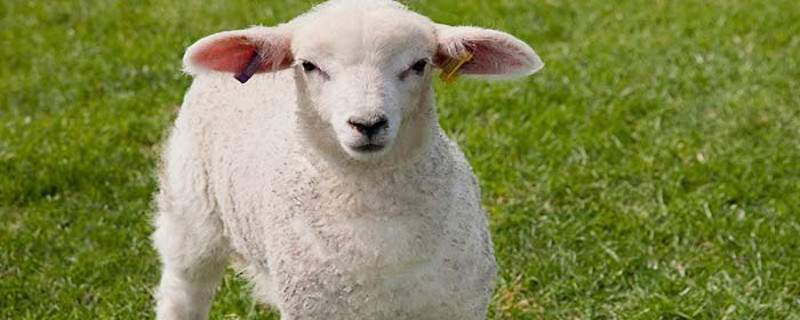 羊为什么是牛科动物 