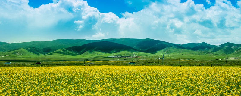 油菜花什么季节开