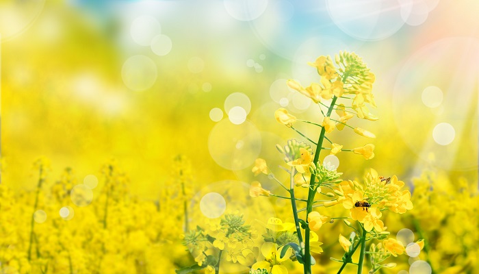 油菜花什么季节开