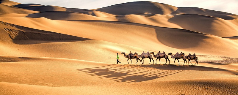 骆驼的驼峰是储存什么的