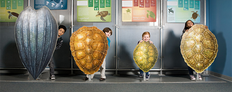 世界上体型最大的海龟是什么龟