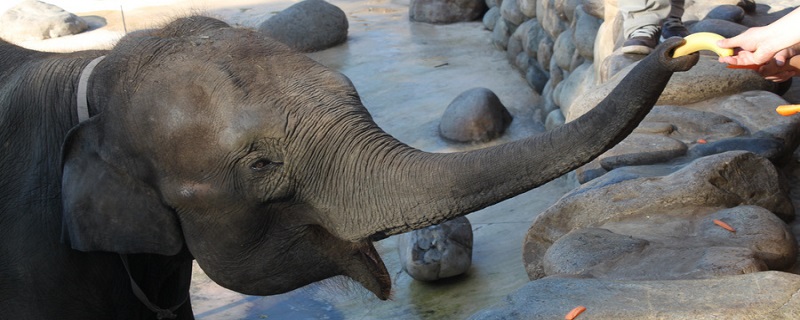 雌性亚洲象有象牙吗
