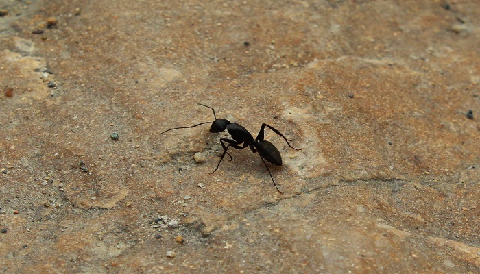 带翅膀的蚂蚁是什么蚂蚁 