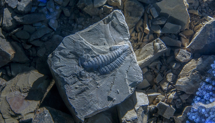 化石是怎么形成的对于我们研究早期人类有什么作用