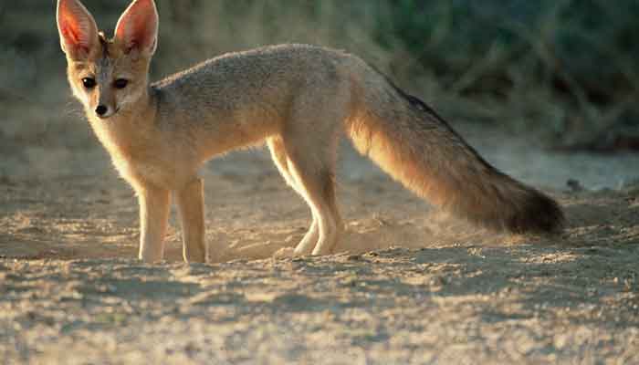 列那狐的故事列那是一只怎样的狐狸