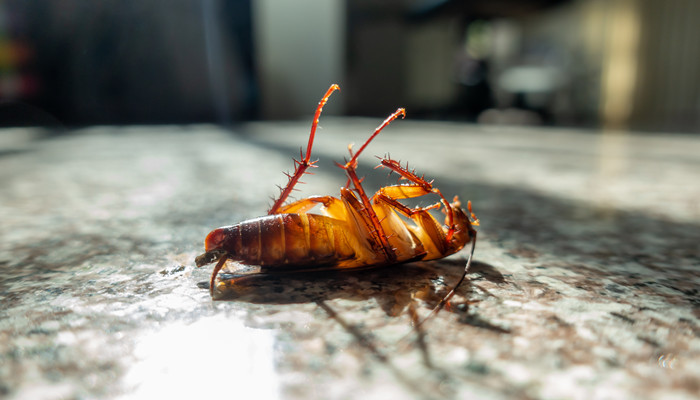 蟑螂幼虫怎么消灭干净