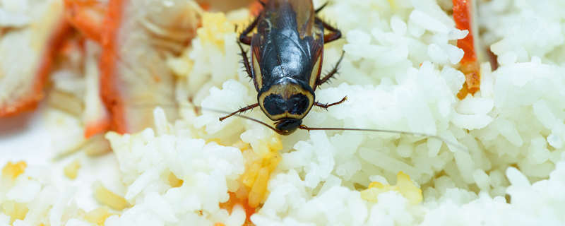 蟑螂幼虫怎么消灭干净