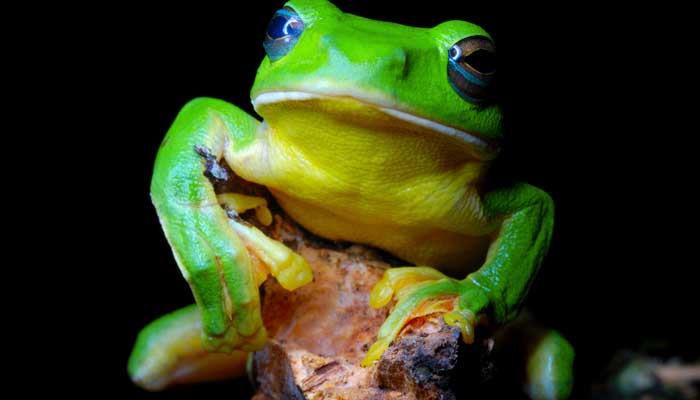林蛙是国家保护动物吗