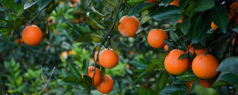 橙子的种类