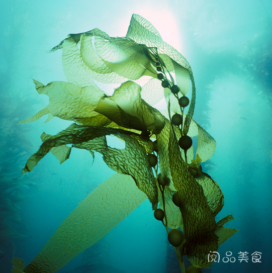 海藻  