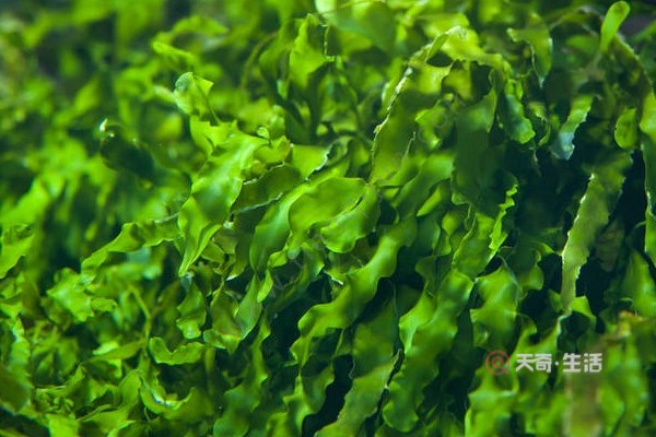 海藻的功效与作用 海藻的好处