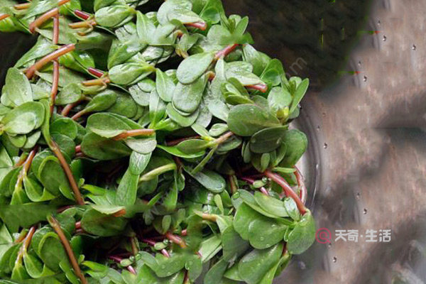 瓜子菜的功效与作用瓜子菜的禁忌