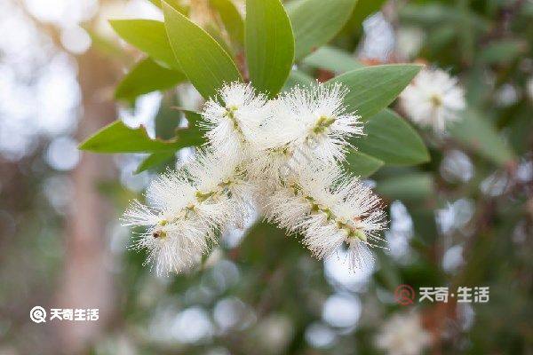 互生叶白千层叶油的功效与作用 互生叶白千层叶油的功效