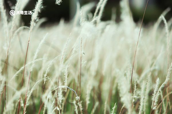 茅草花功效