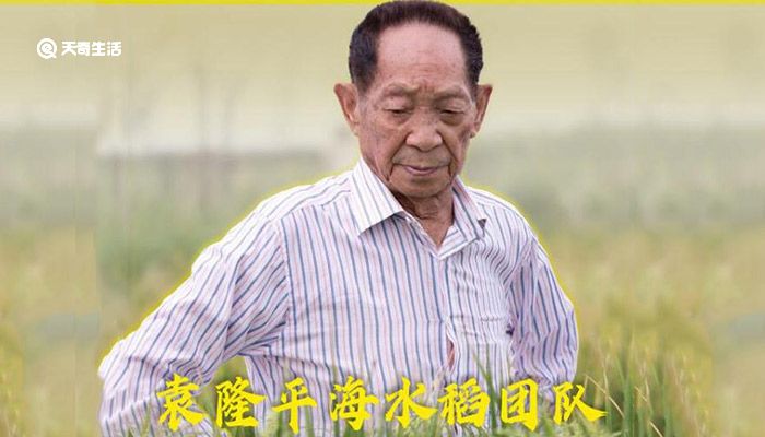 袁隆平团队海水稻开始产业化推广 袁隆平沙漠水稻在哪