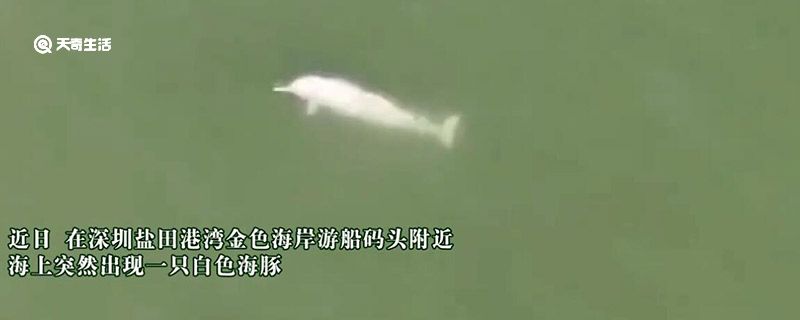 深圳海湾出现白海豚
