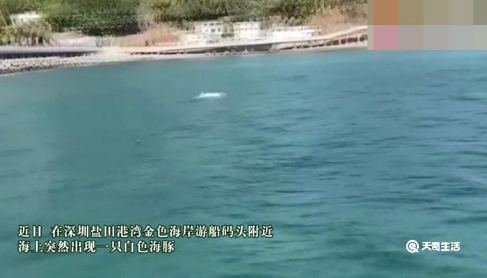 深圳海湾出现白海豚