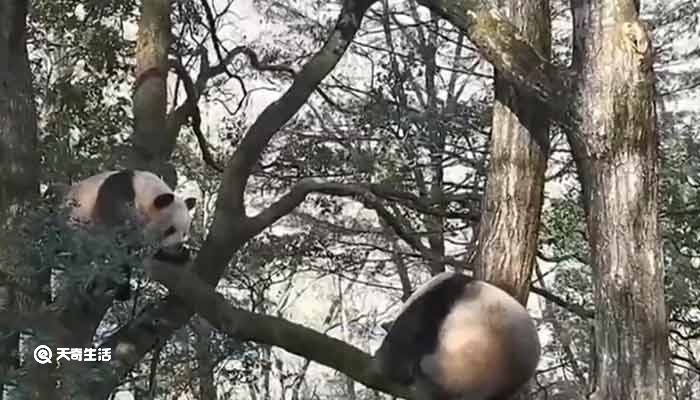 “比武招亲”？野生大熊猫为争配偶激烈打斗，网友：都是国宝，公平竞争